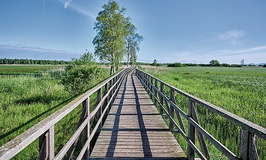 Blick auf den Federseesteg und auf das Moor. Auf der linken Seite stehen vereinzelt Bäume.