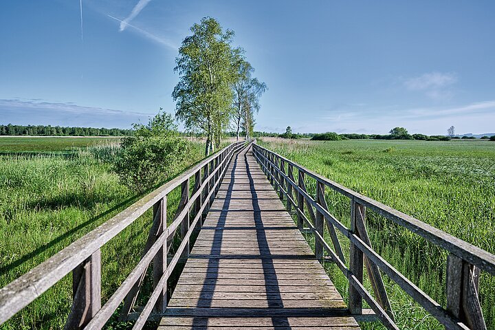 Blick auf den Federseesteg und auf das Moor. Auf der linken Seite stehen vereinzelt Bäume.